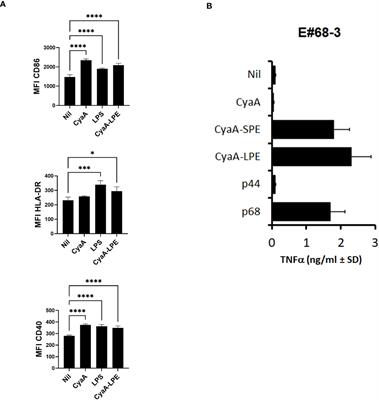 Delivery of Mycobacterium tuberculosis epitopes by Bordetella pertussis adenylate cyclase toxoid expands HLA-E-restricted cytotoxic CD8+ T cells